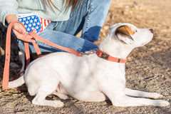 Pro Line Quick-Release Coral Reef Leather Dog Collar with Metal Buckle