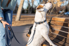 Pro Line Quick-Release Blue Jeans Leather Dog Collar with Metal Buckle