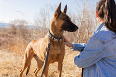 Modern Style Quick-Release Blue Jeans Leather Dog Collar
