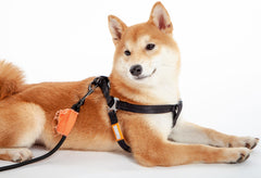Touchdog ® 'Macaron' 2-in-1 Durable Nylon Dog Harness and Leash