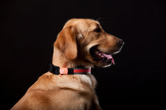 Touchdog® Lumiglow 2-in-1 LED Dog Leash & Collar – USB Rechargeable