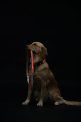 Touchdog® Lumiglow 2-in-1 LED Dog Leash & Collar – USB Rechargeable